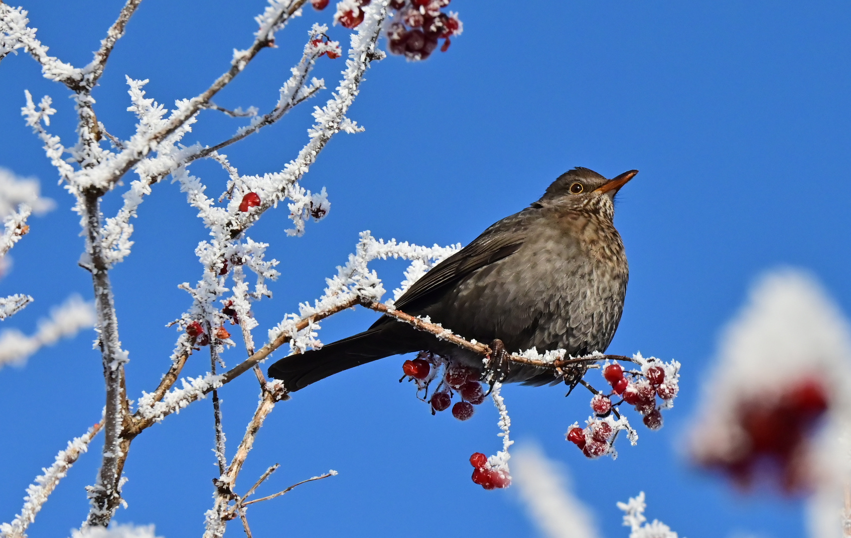 Frau Amsel