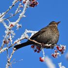 Frau Amsel