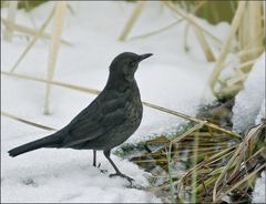 Frau Amsel