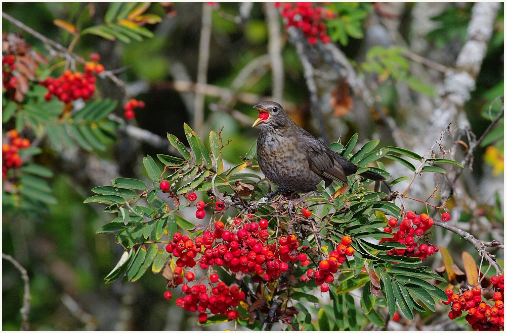 Frau Amsel