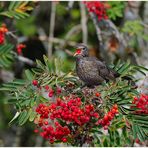 Frau Amsel