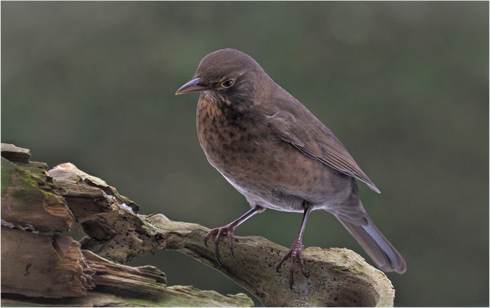 Frau Amsel darf  nicht fehlen