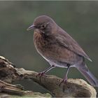 Frau Amsel darf  nicht fehlen