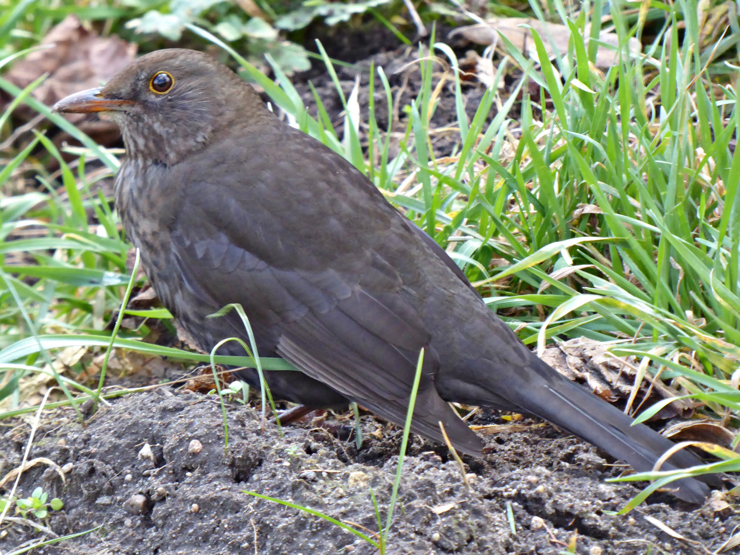 Frau Amsel