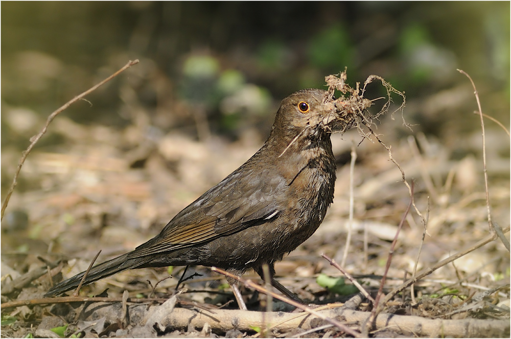 Frau Amsel