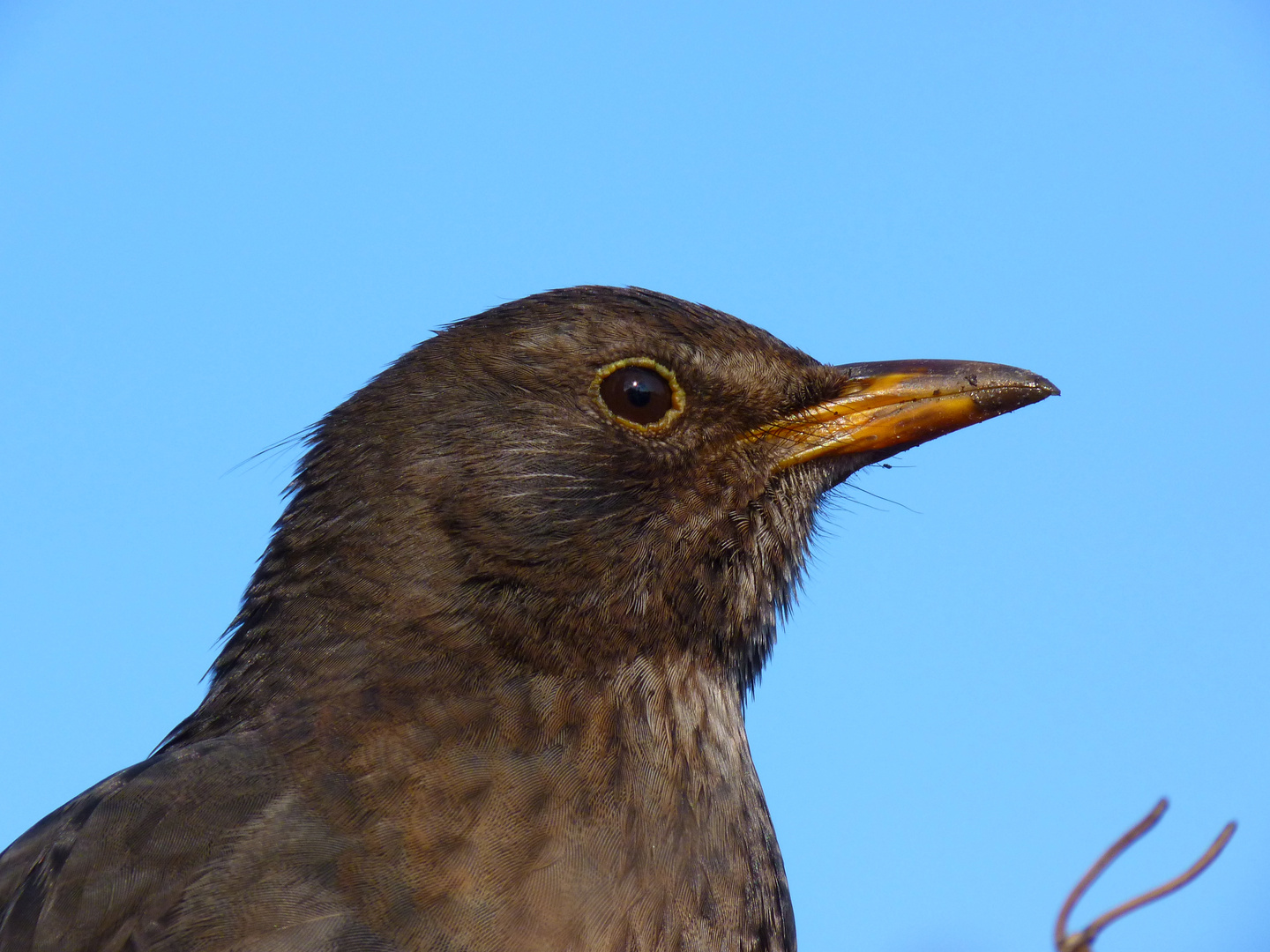 Frau Amsel