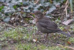 Frau Amsel