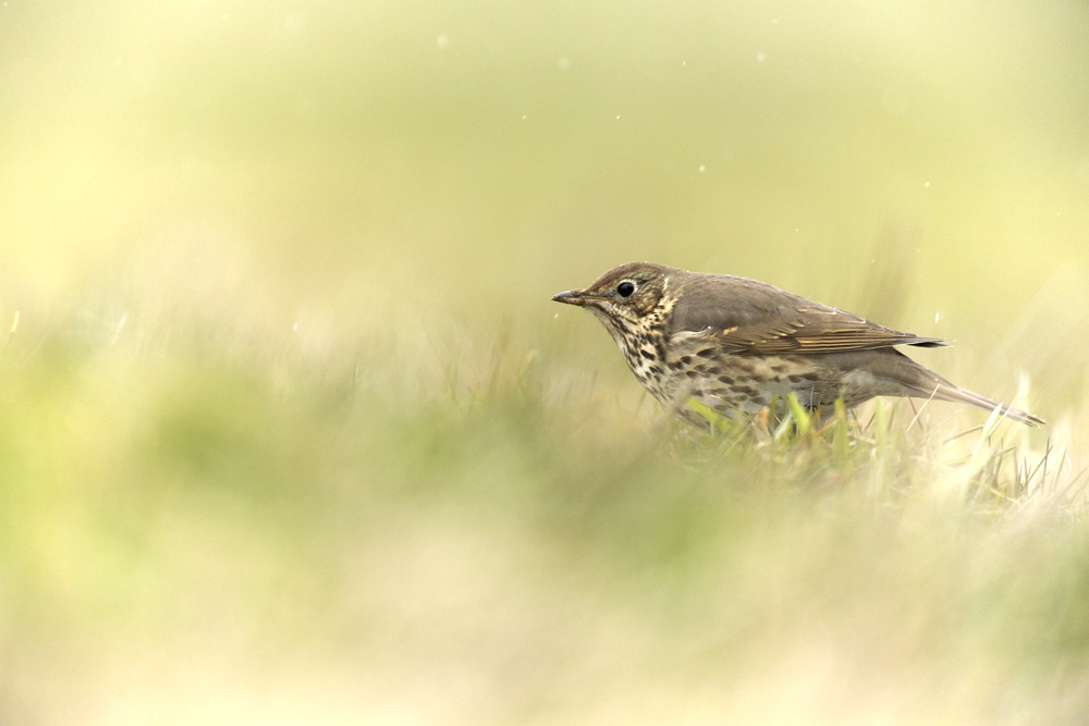 Frau Amsel