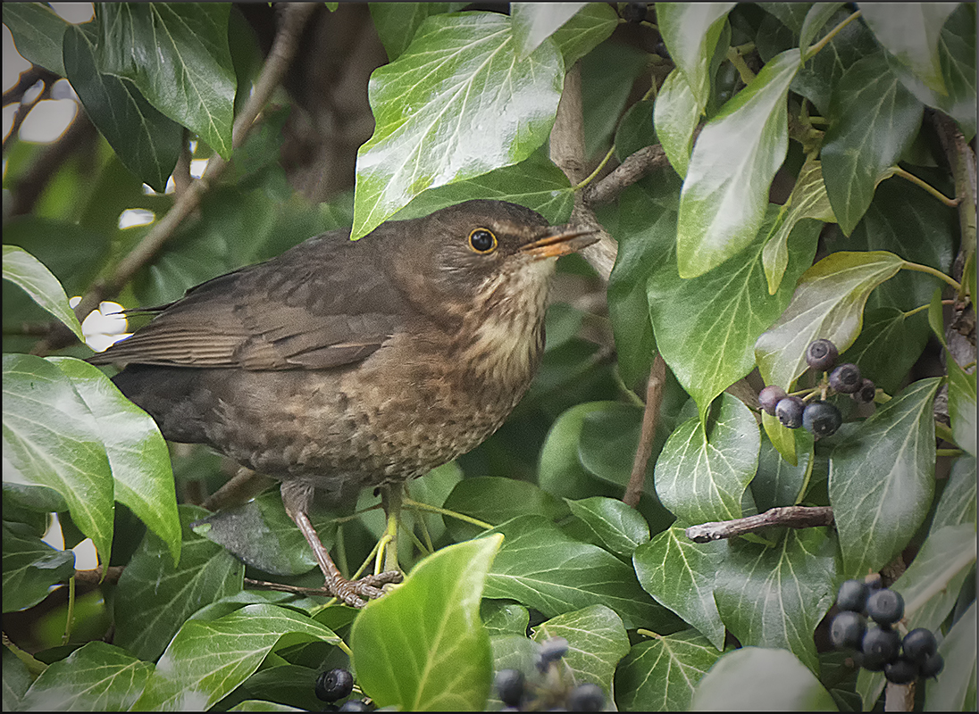 Frau Amsel im Efeu