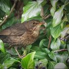 Frau Amsel im Efeu