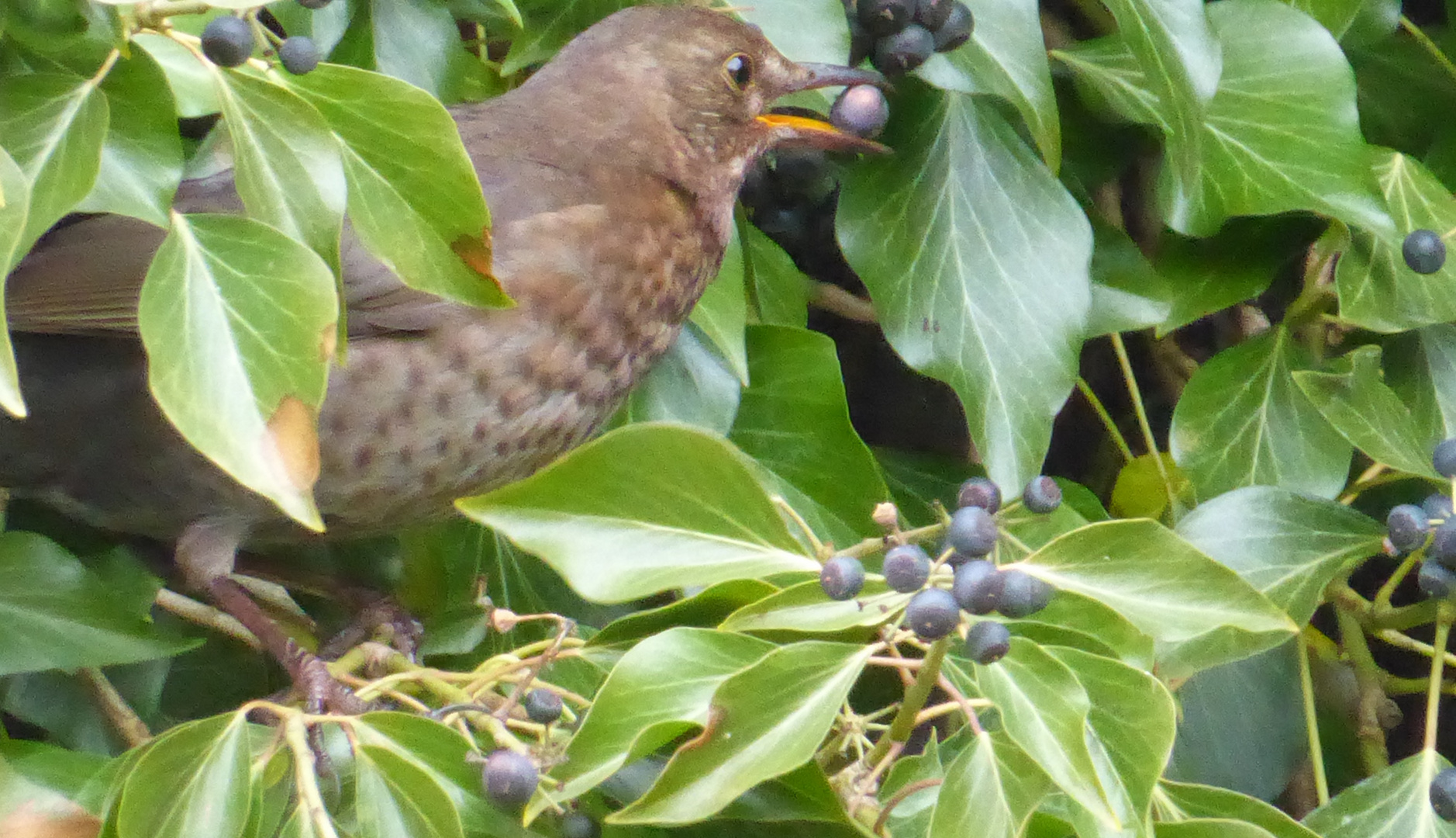 Frau Amsel im Efeu