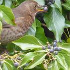 Frau Amsel im Efeu