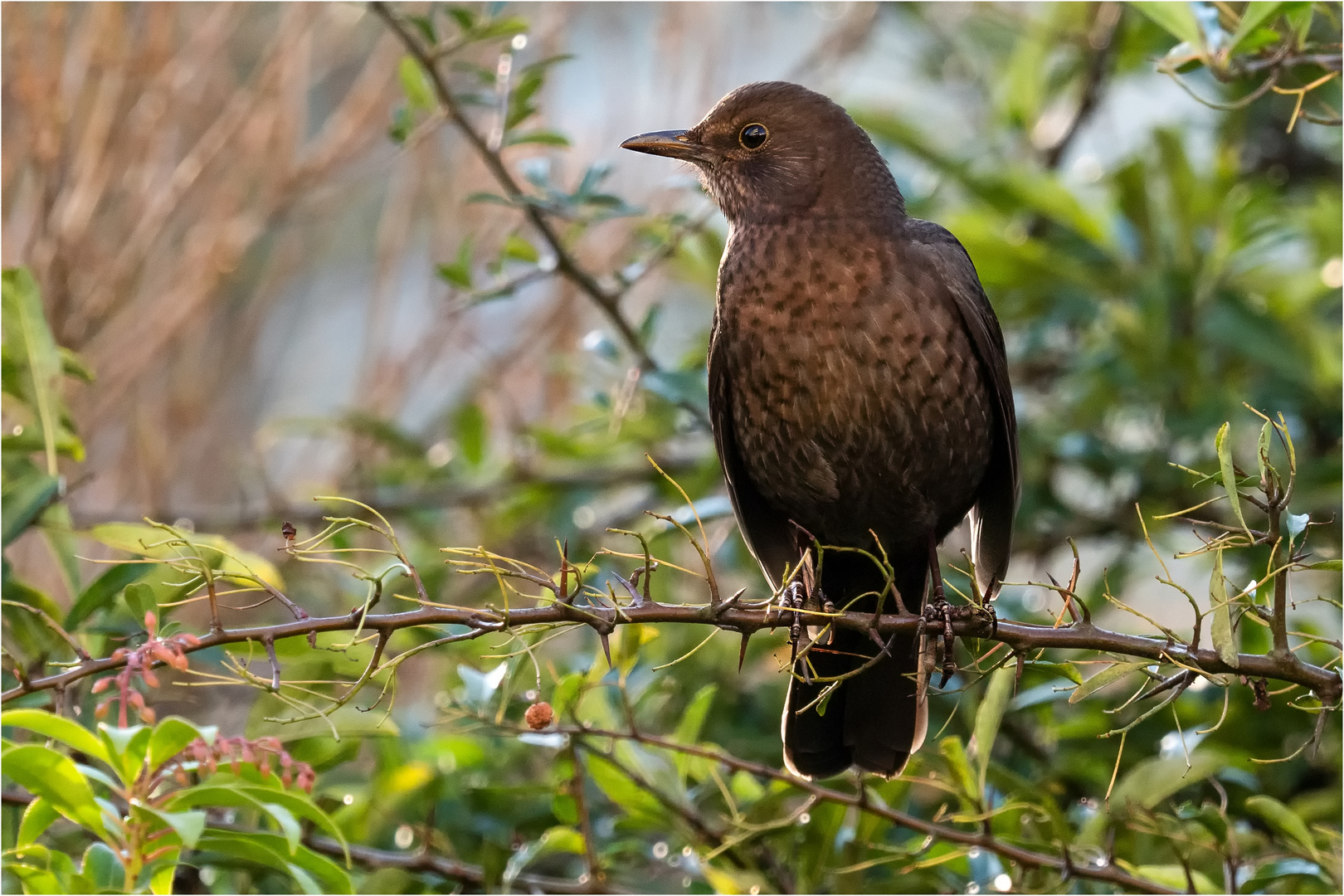 Frau Amsel im Feuerdorn  .....