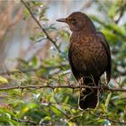 Frau Amsel im Feuerdorn  .....