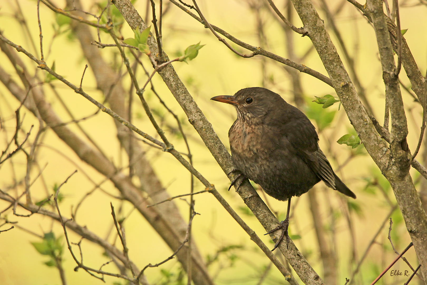 Frau Amsel im Frühling