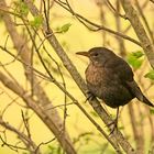 Frau Amsel im Frühling