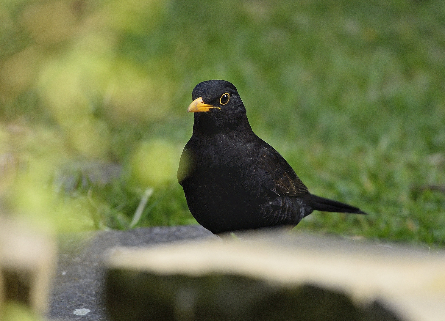 Frau Amsel im Garten