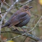 Frau Amsel im Gestrüpp