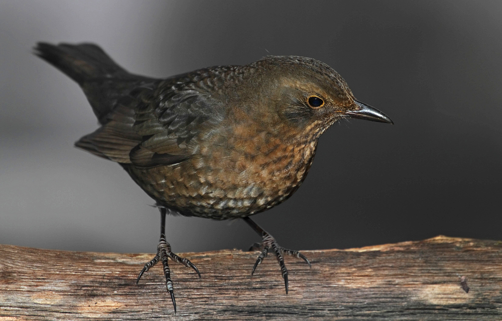 Frau Amsel im Häuserl