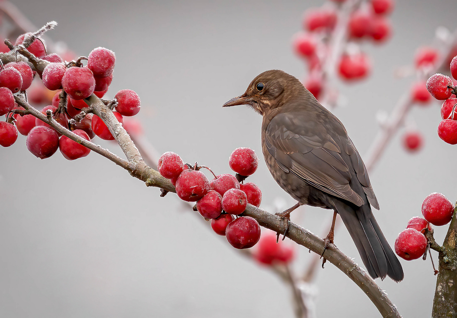 Frau Amsel im Schlaraffenland