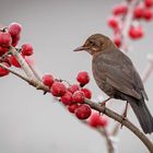 Frau Amsel im Schlaraffenland