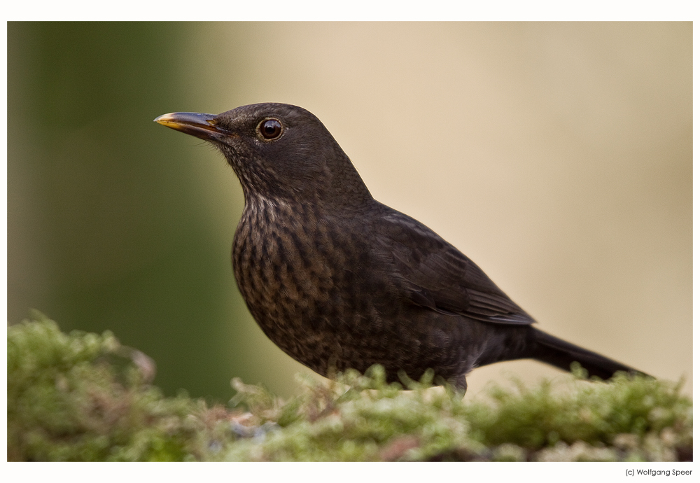 Frau Amsel im Sonntagskleid