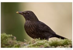 Frau Amsel im Sonntagskleid