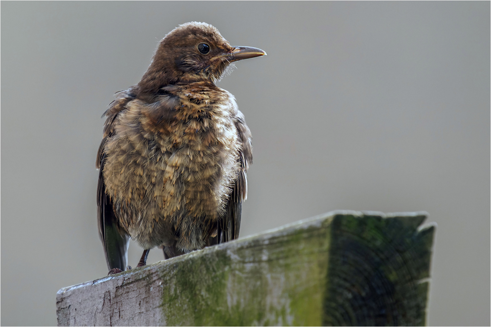 Frau Amsel im Zauselkleid  .....