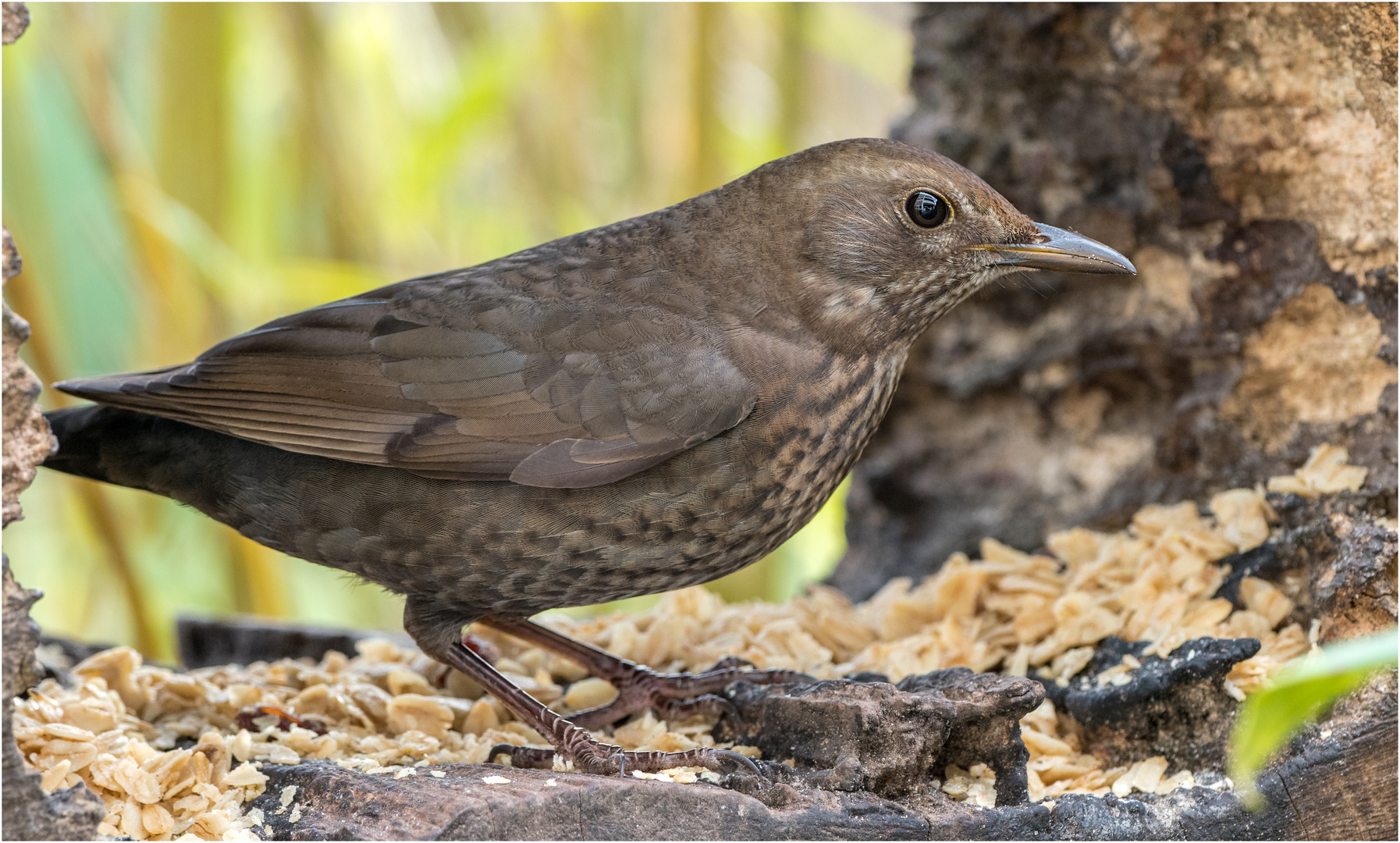 Frau Amsel in der Baumscheibe saß  .....