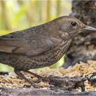 Frau Amsel in der Baumscheibe saß  .....