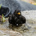 Frau Amsel is plantsching  .....