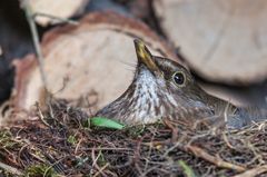 frau amsel ist eingezogen