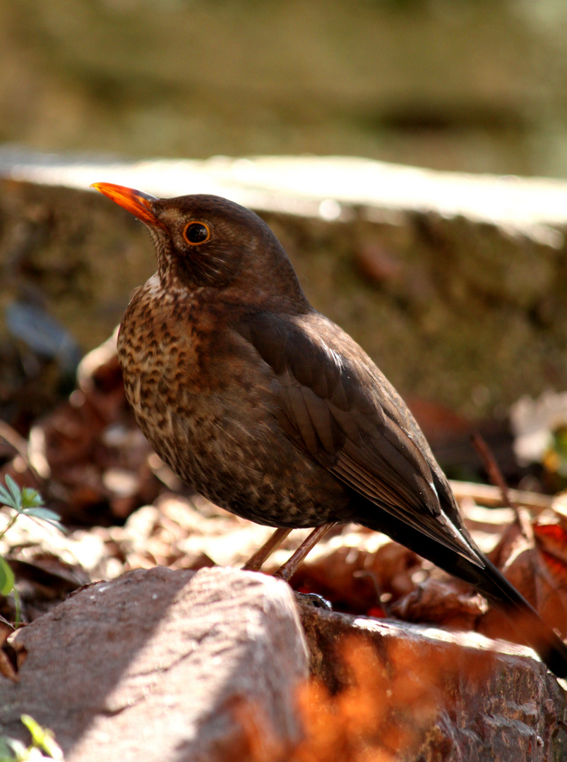 Frau Amsel - man kennt sich...