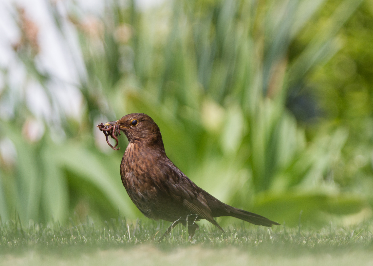 Frau Amsel mit Frühstück