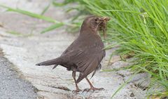 Frau Amsel mit Futter