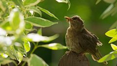 Frau Amsel mit Futter