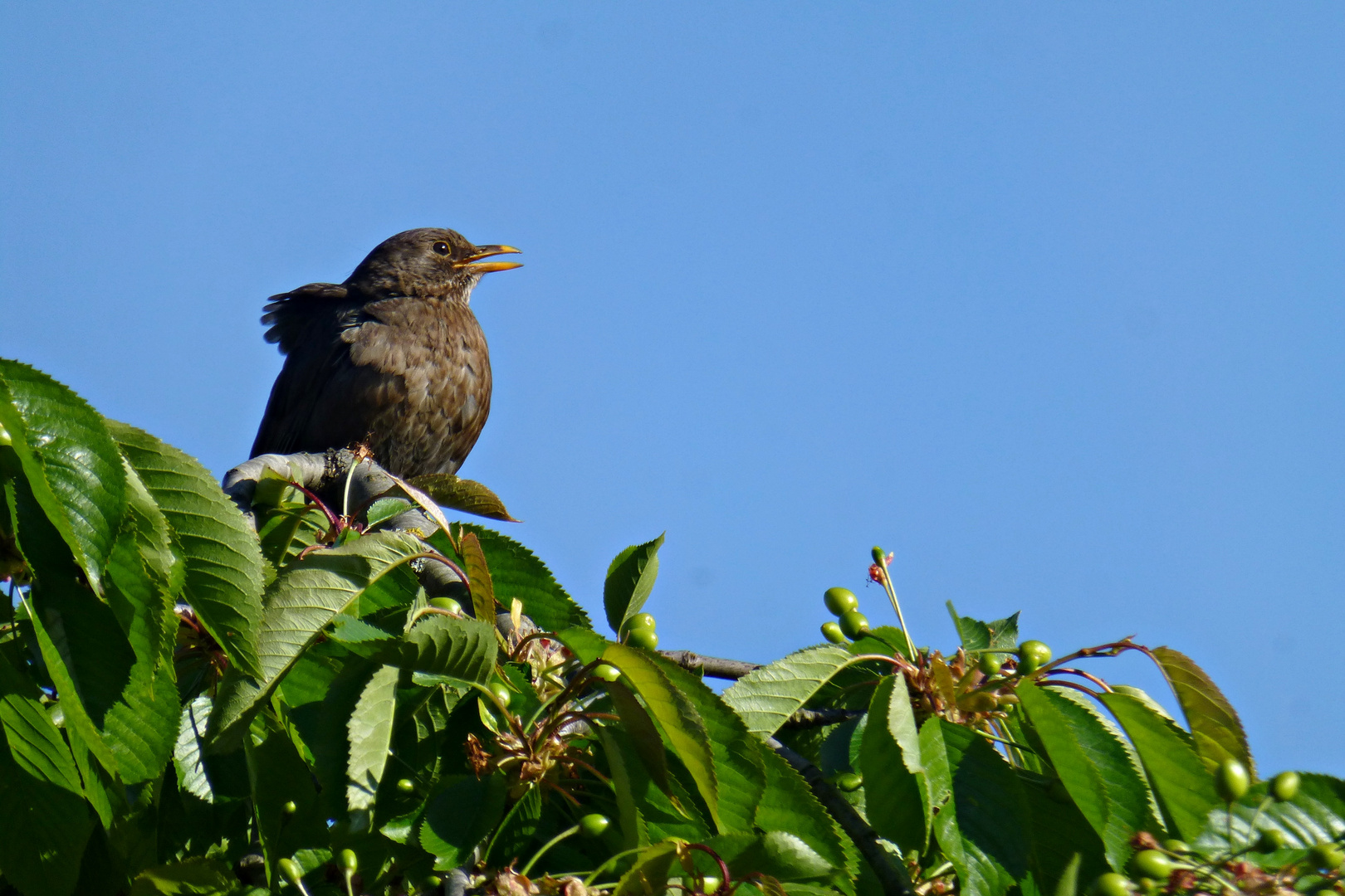 Frau Amsel prüft schon mal die Kirschansätze...