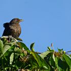 Frau Amsel prüft schon mal die Kirschansätze...