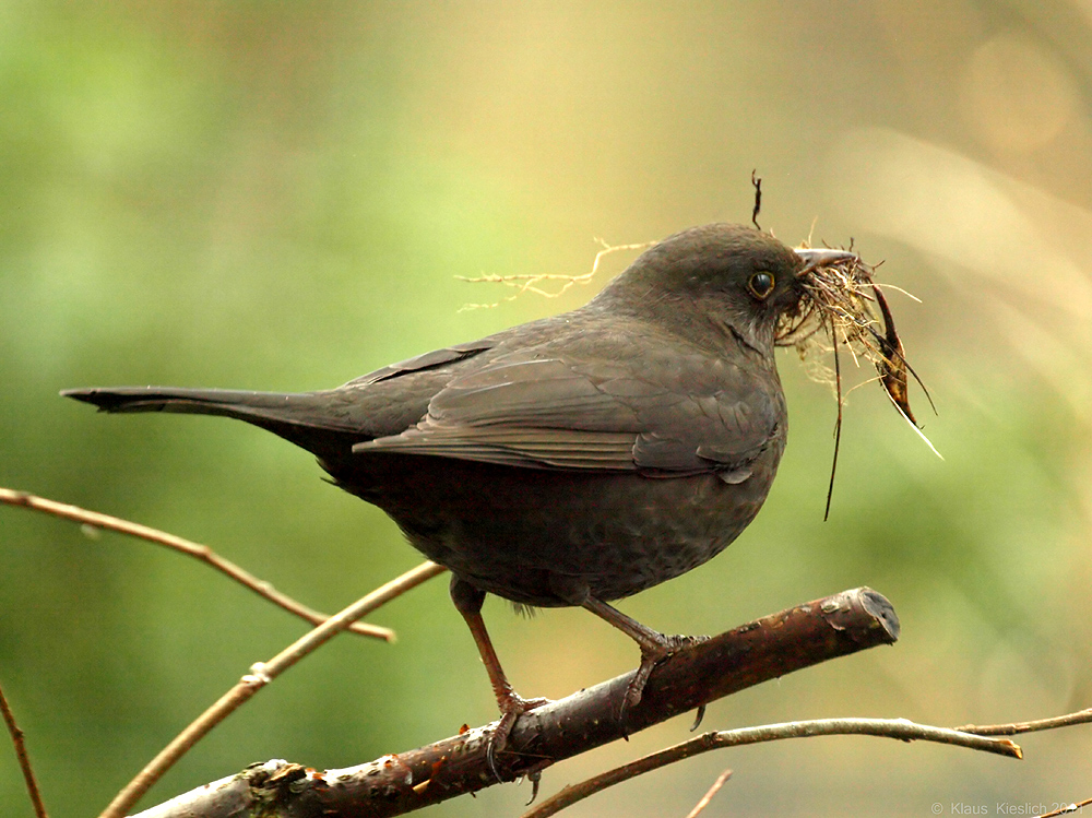 Frau Amsel sammelt........