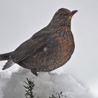 Frau Amsel saß im Schnee