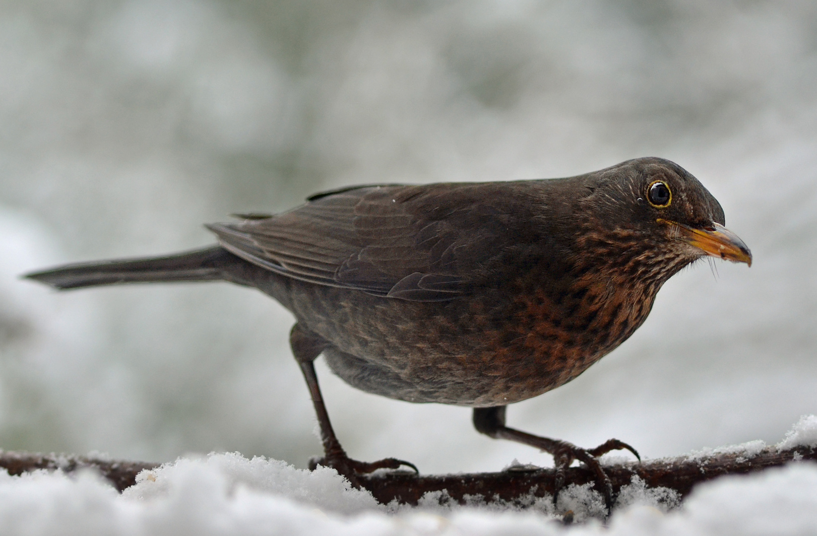 Frau Amsel sass im Schnee...