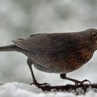 Frau Amsel sass im Schnee...