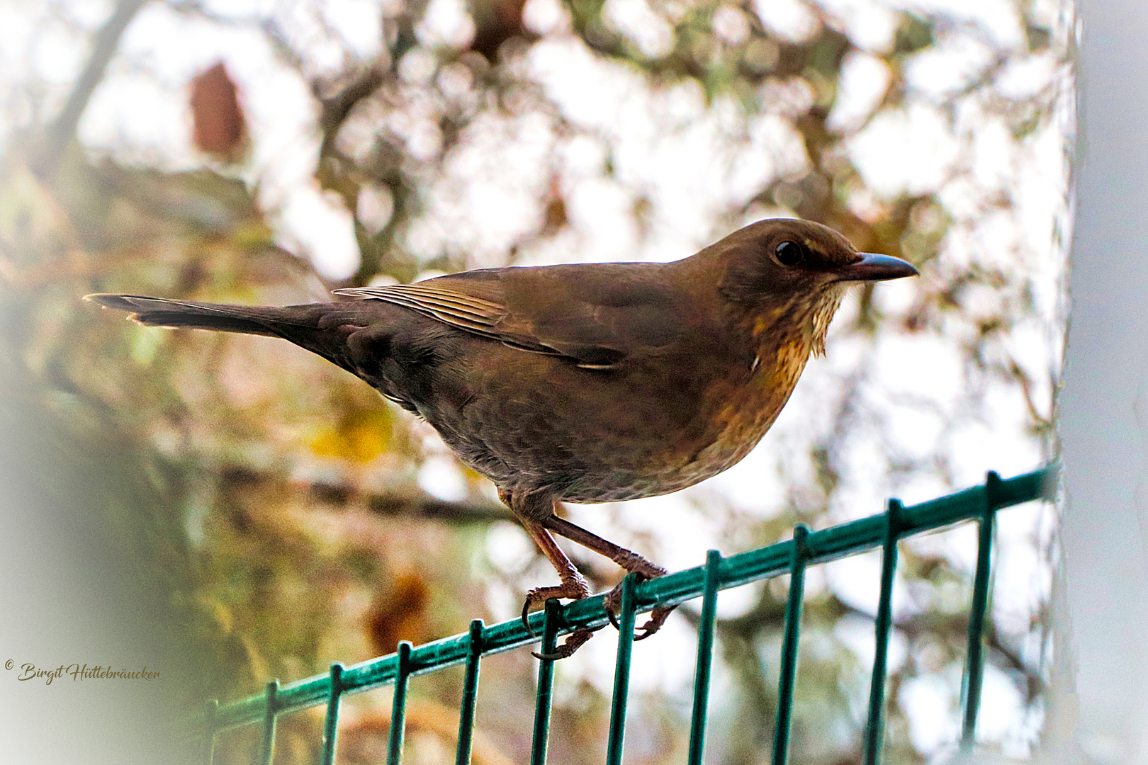 Frau Amsel schaut auch durchs Fenster