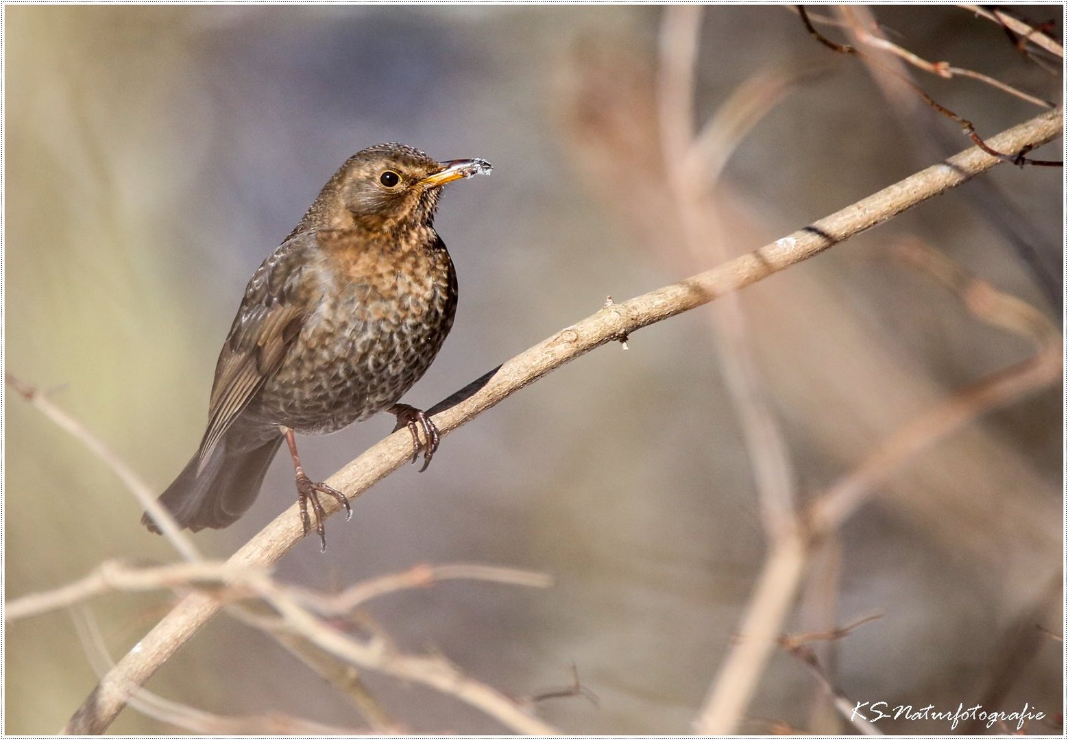 Frau Amsel sitzt im Unterholz ...