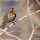 Frau Amsel sitzt im Unterholz ...