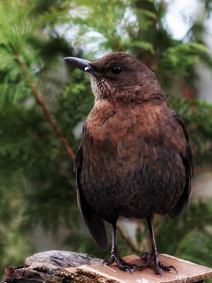 Frau Amsel stand mir Modell ...