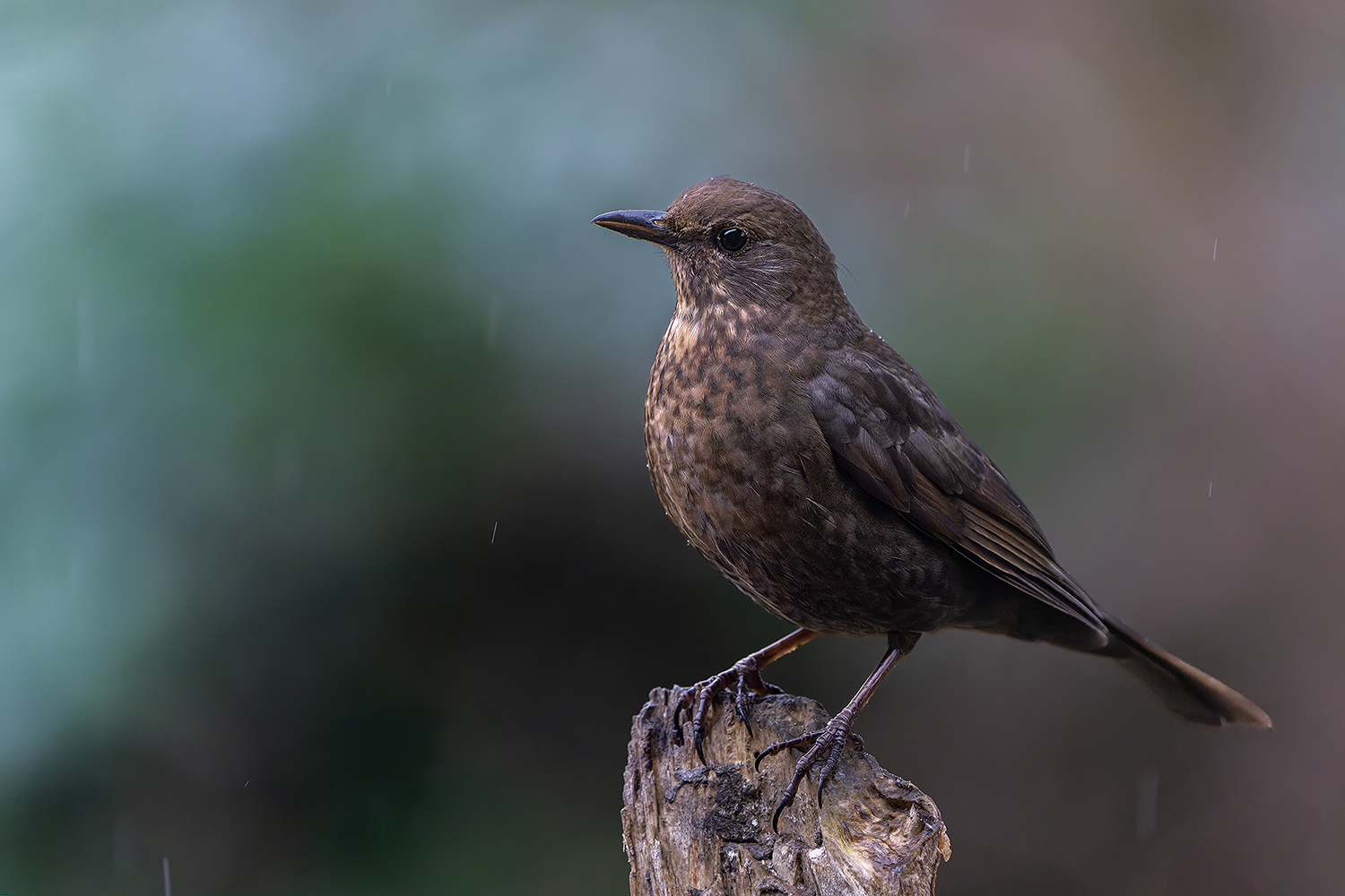 Frau Amsel steht im Regen...