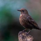 Frau Amsel steht im Regen...