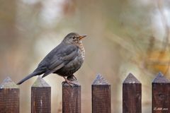 Frau Amsel träumt vom Frühling