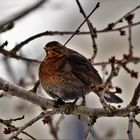 Frau Amsel (Turdus merula )